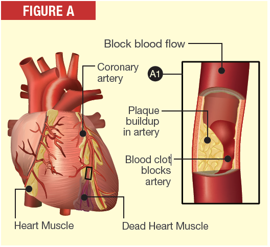 The Heart of a Woman