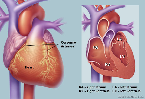 Understanding Your Heart