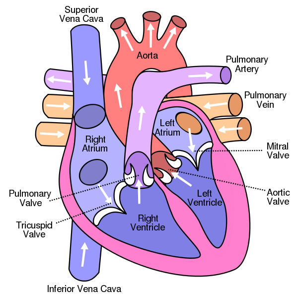 Understanding Your Heart