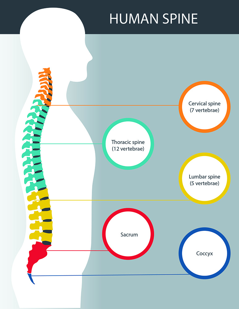 Spine Centre