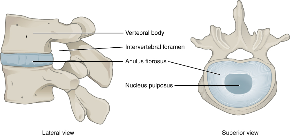 The lumbar intervertebral disc