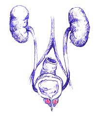 Prostate Cancer