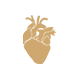 Heart, Lung & Vascular Centre